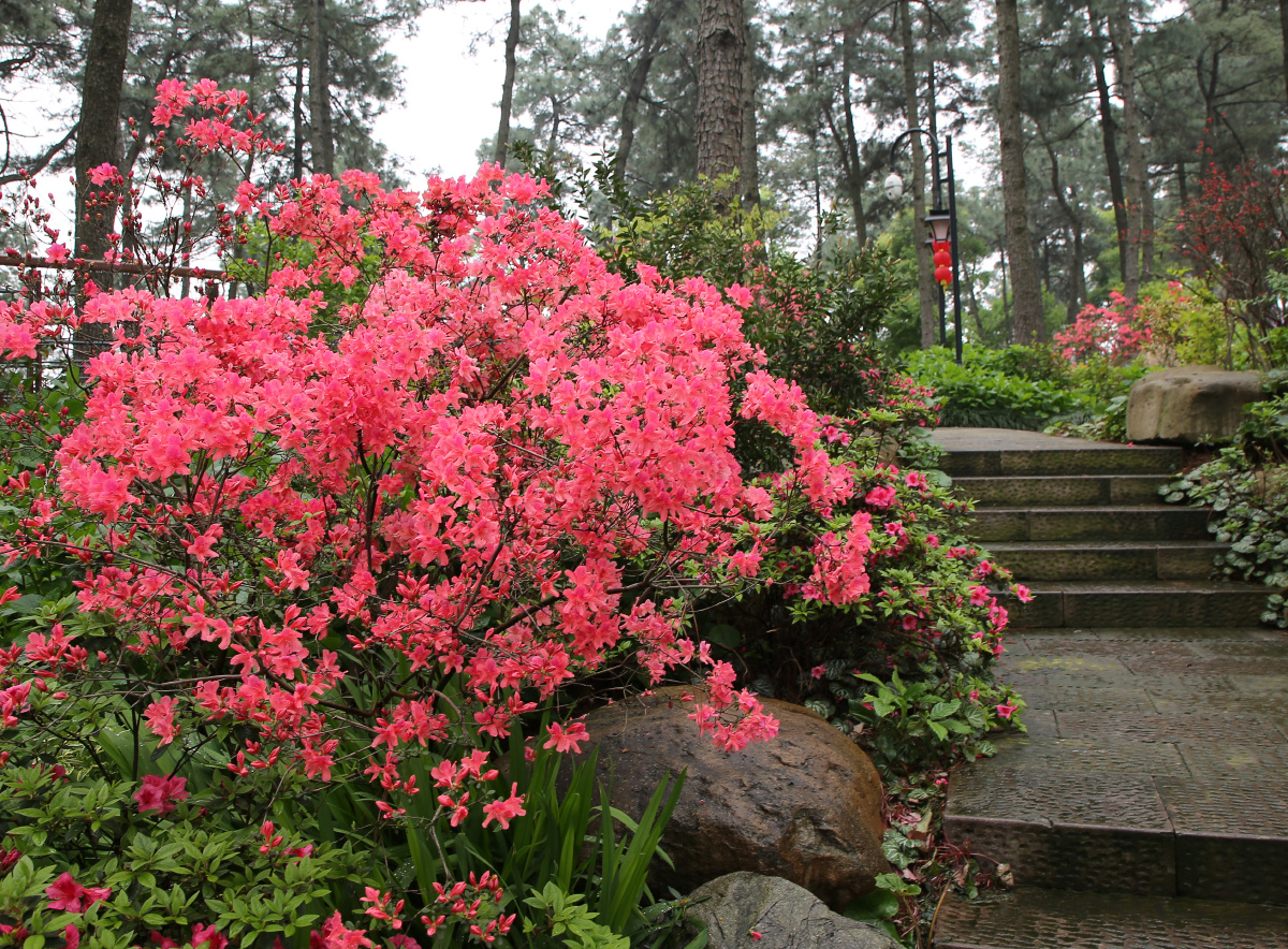 杜鹃花开摄于临平公园