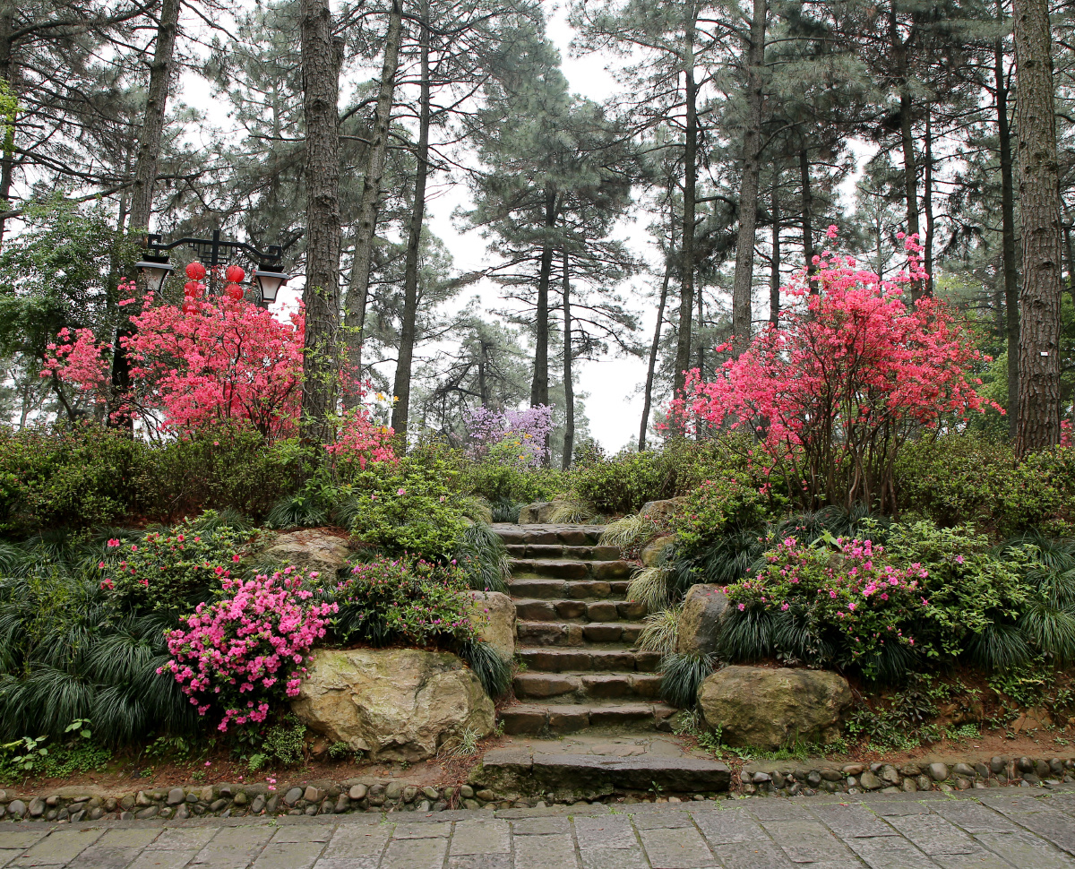 杜鹃花开摄于临平公园
