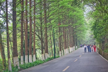 MT.EMEI  峨眉山
