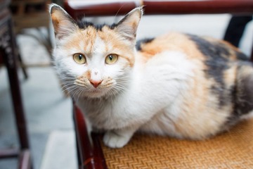 猫 Cat