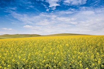 Hailar grassland - Inner Mongolia, China