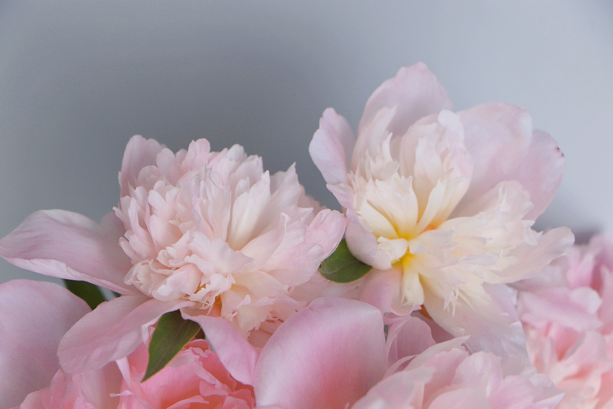 芍药中国人的爱情花