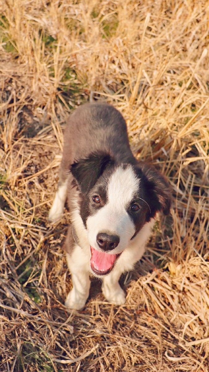 我是边境牧羊犬赶羊超级厉害哦我叫慕斯