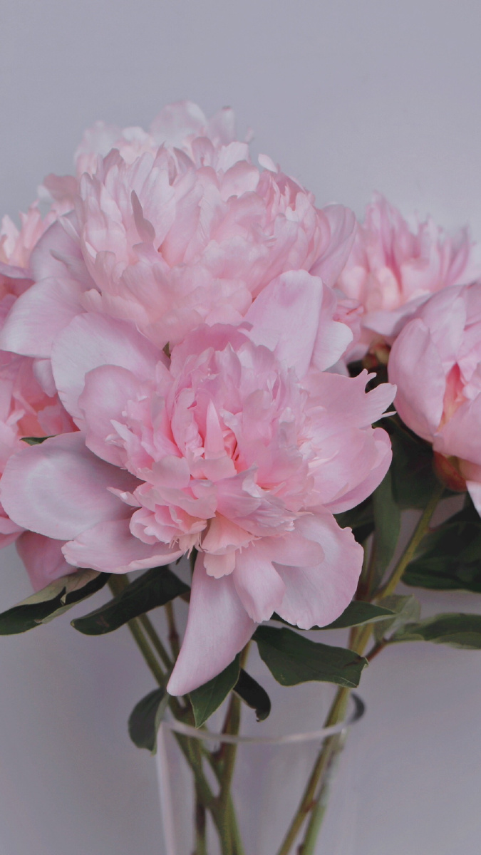 芍药中国人的爱情花