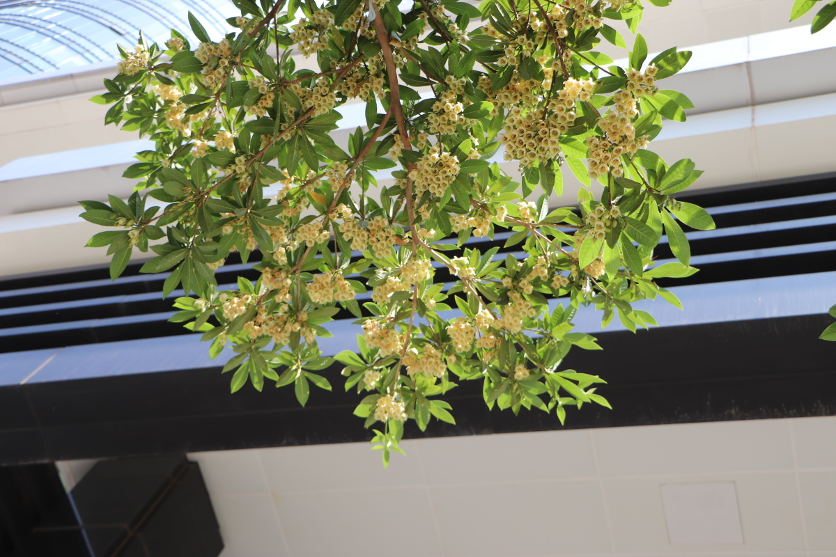 杜英- 东宫十七26242228202525 - 图虫