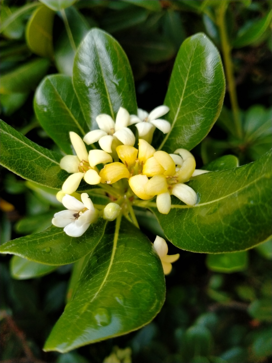 公园踢完毽球随便逛逛浓郁的花香飘来原来海桐花盛开祝福友友们母亲节