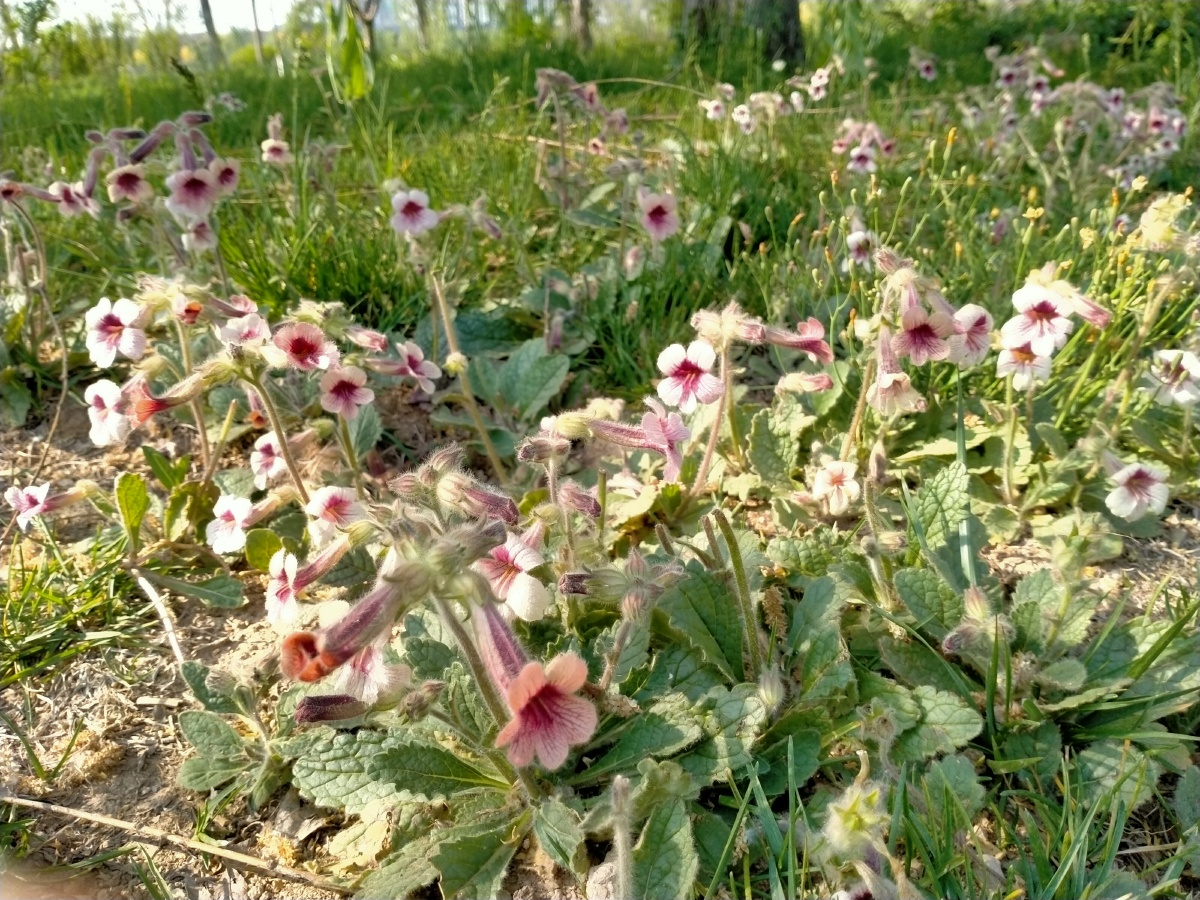 地黄根就是中药生地黄,它的功效是清热凉血,养阴生津.