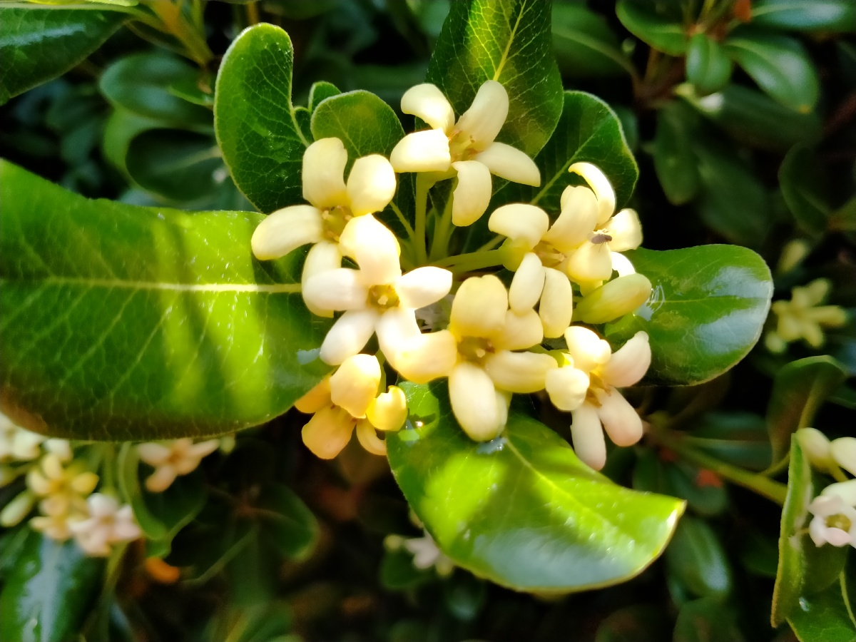 公园踢完毽球随便逛逛浓郁的花香飘来原来海桐花盛开祝福友友们母亲节