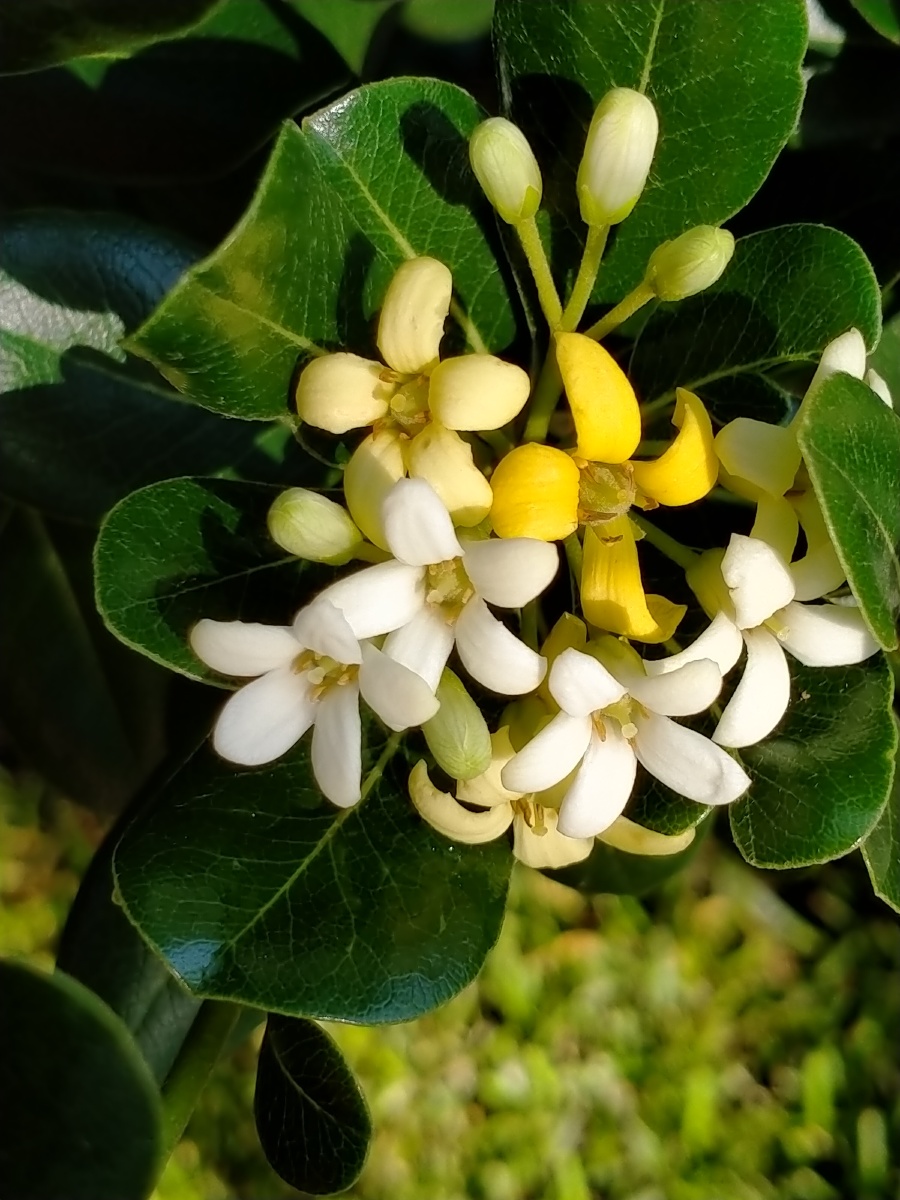 公园踢完毽球随便逛逛浓郁的花香飘来原来海桐花盛开祝福友友们母亲节