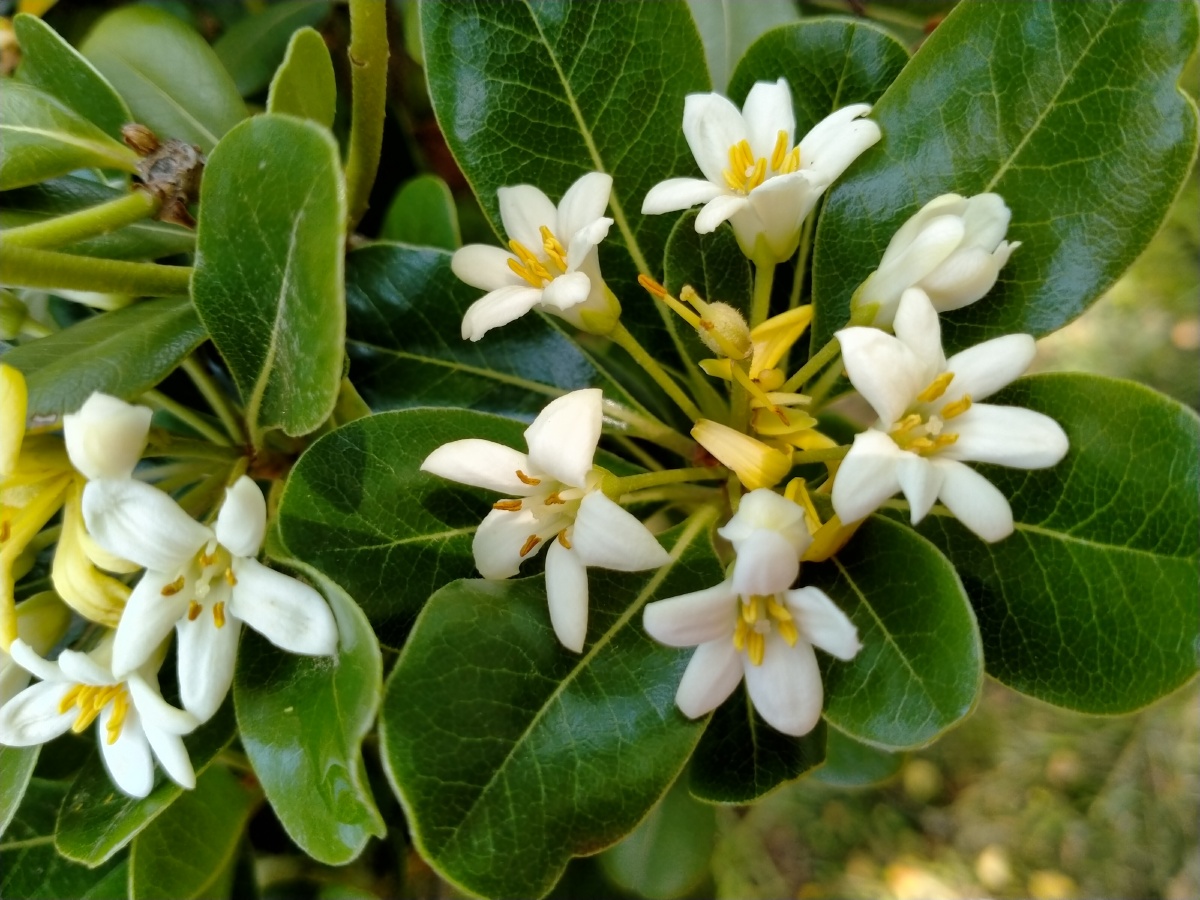 公园踢完毽球随便逛逛浓郁的花香飘来原来海桐花盛开祝福友友们母亲节