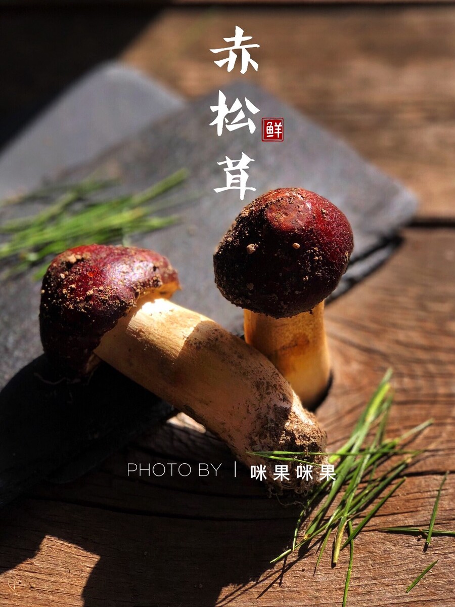 暗调新鲜赤松茸