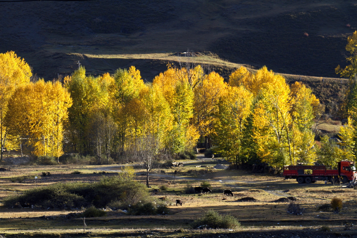 金秋时节川西康定美丽秋景