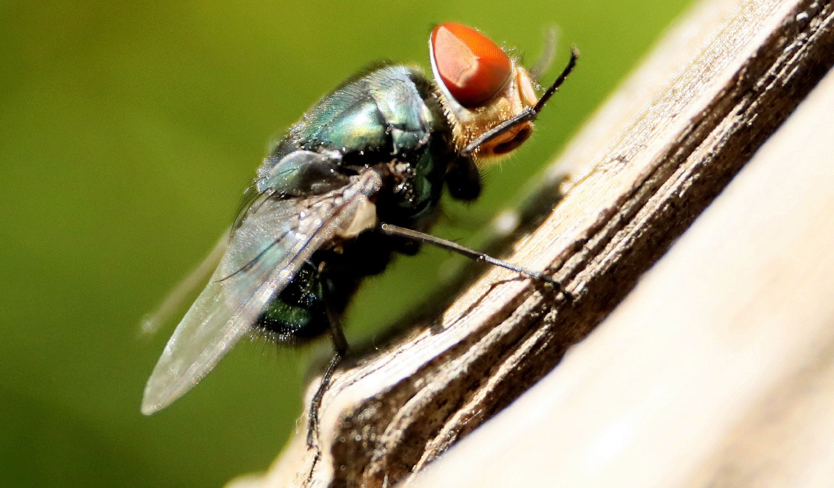 绿头苍蝇给人带来肮脏和污秽,令人厌恶,通过镜头拍下