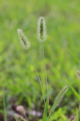IMG_0263