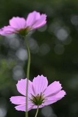 IMG_0232
