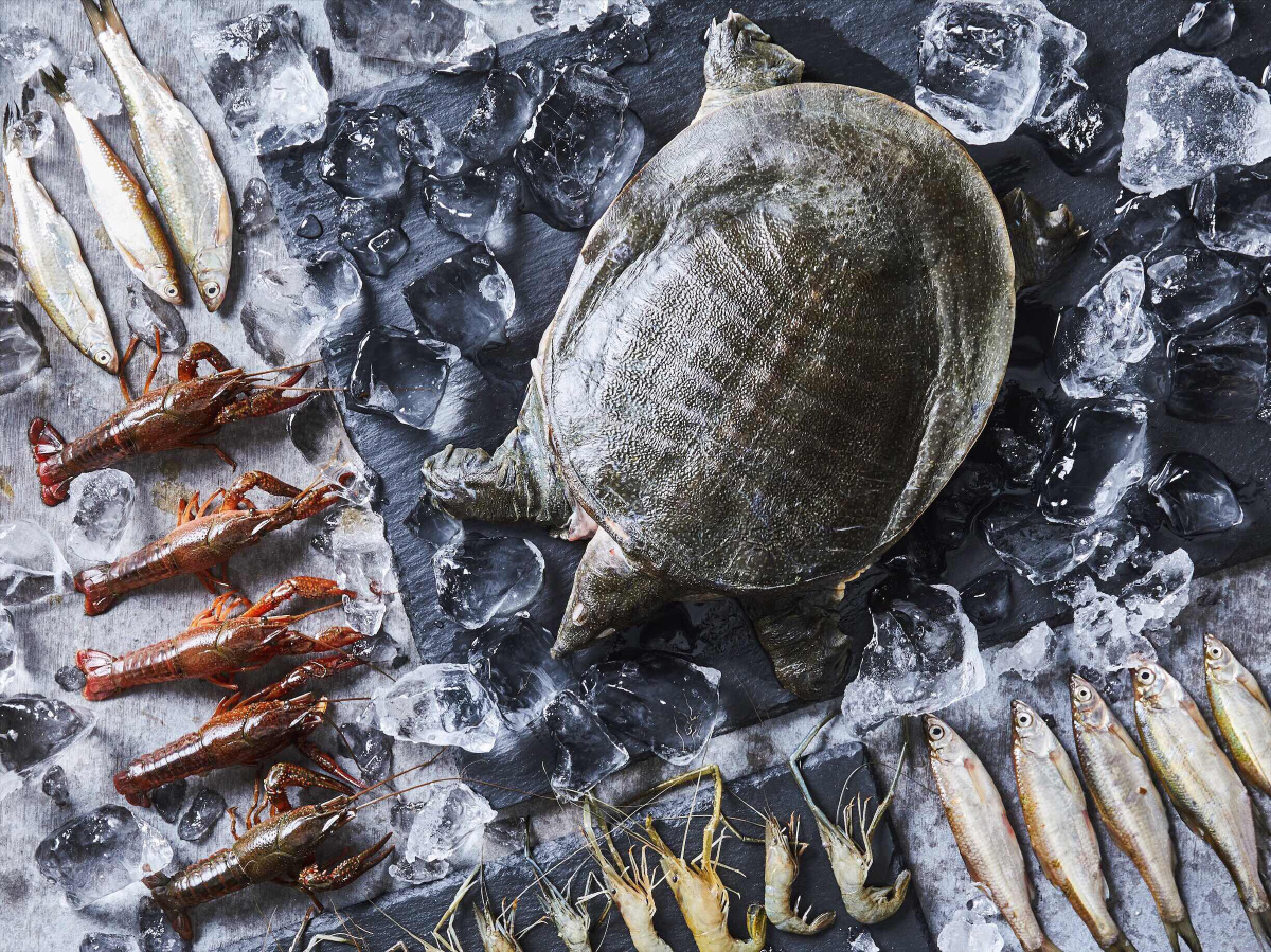 甲鱼- 吃的摄影师肖肖 - 图虫