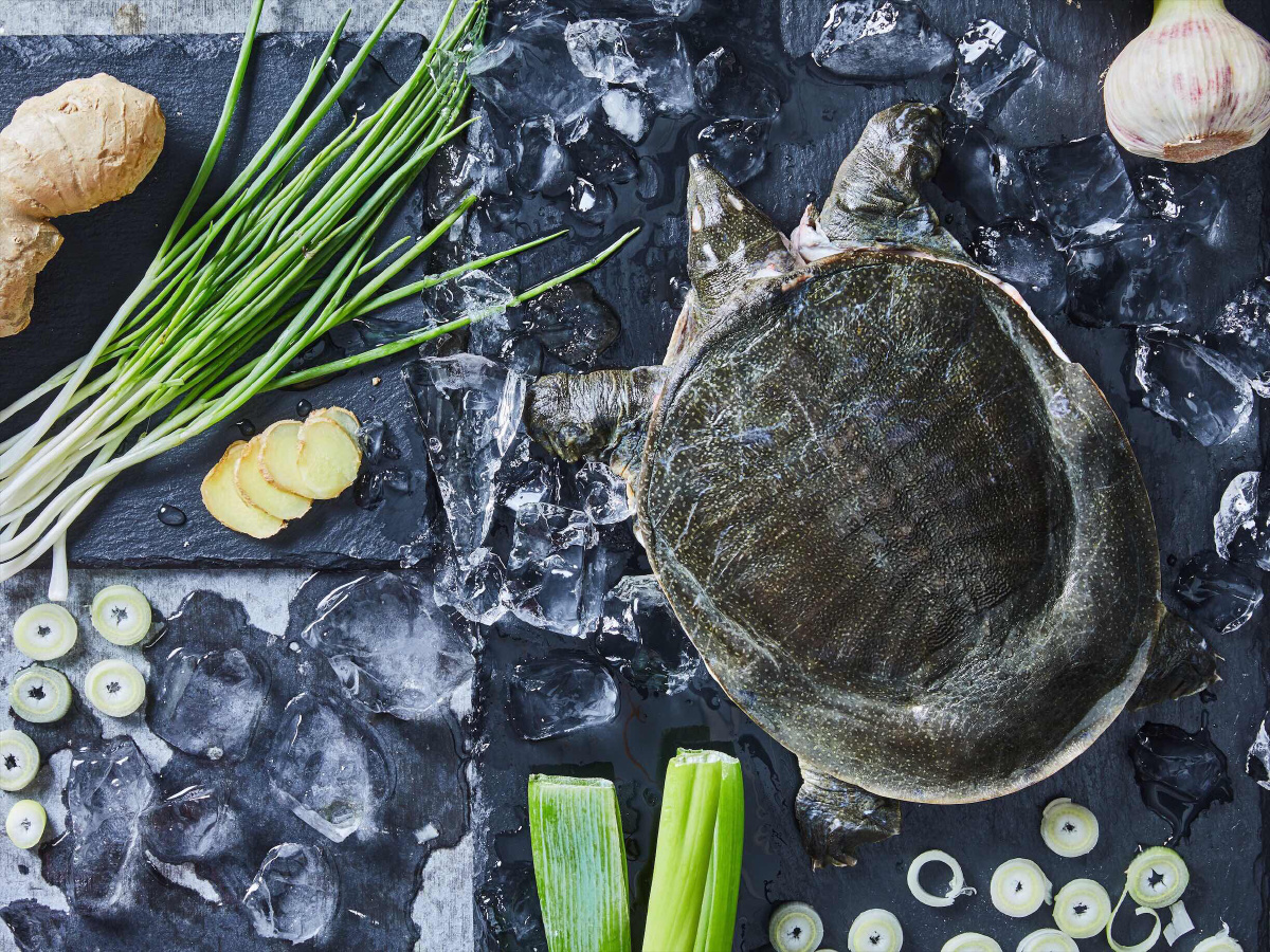 甲鱼- 吃的摄影师肖肖 - 图虫