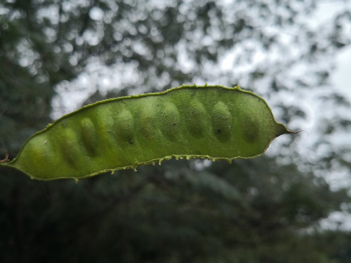 合欢树豆荚图片