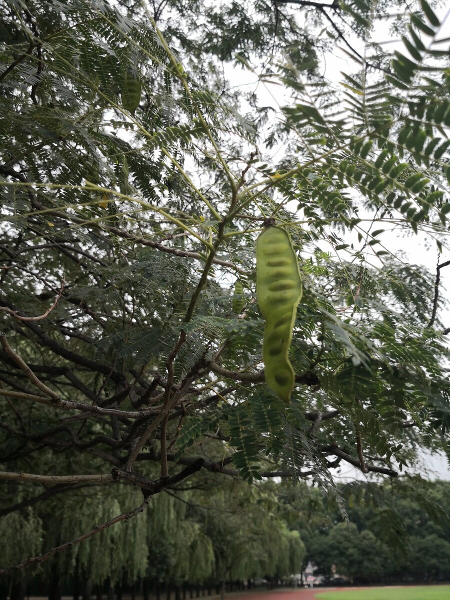 合欢树豆荚图片