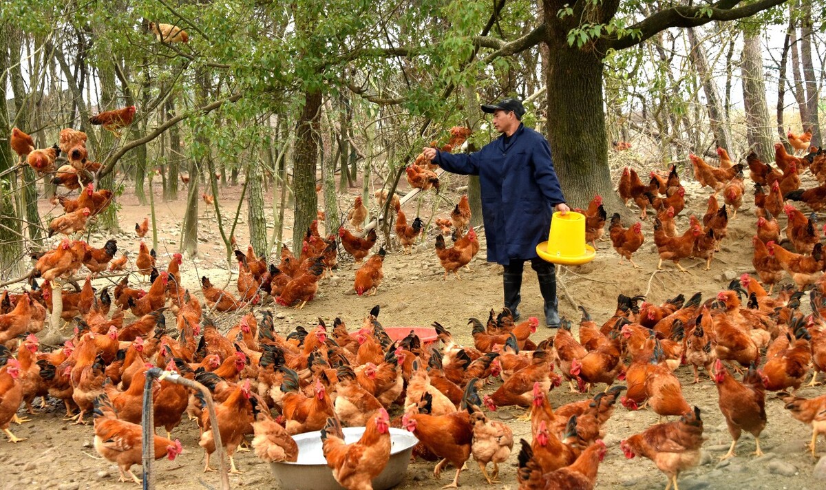 鸡养殖数量,专业养鸡户建鸡舍批量饲养5000只肉鸡
