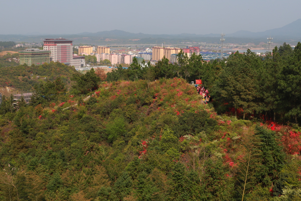 黄泥岗上杜鹃红游人打卡不约同