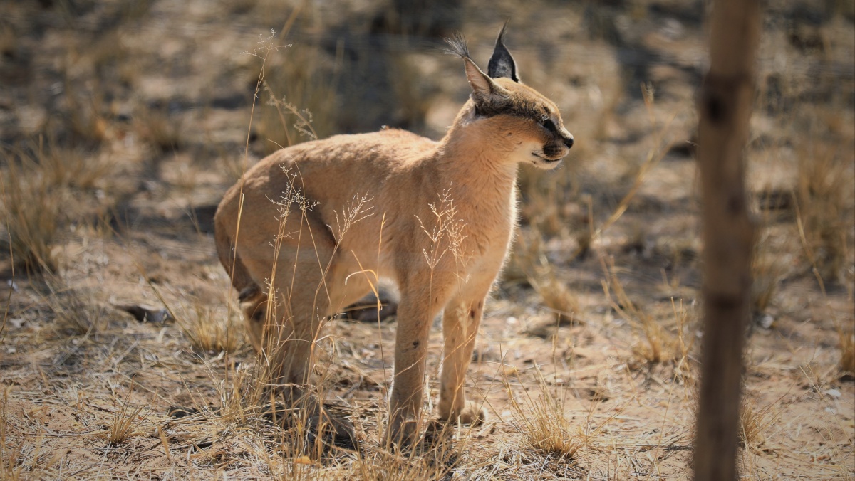 狞猫摄于纳米比亚