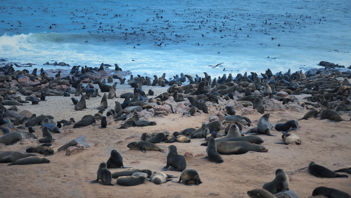 海滩上的海豹群摄于纳米比亚十字角