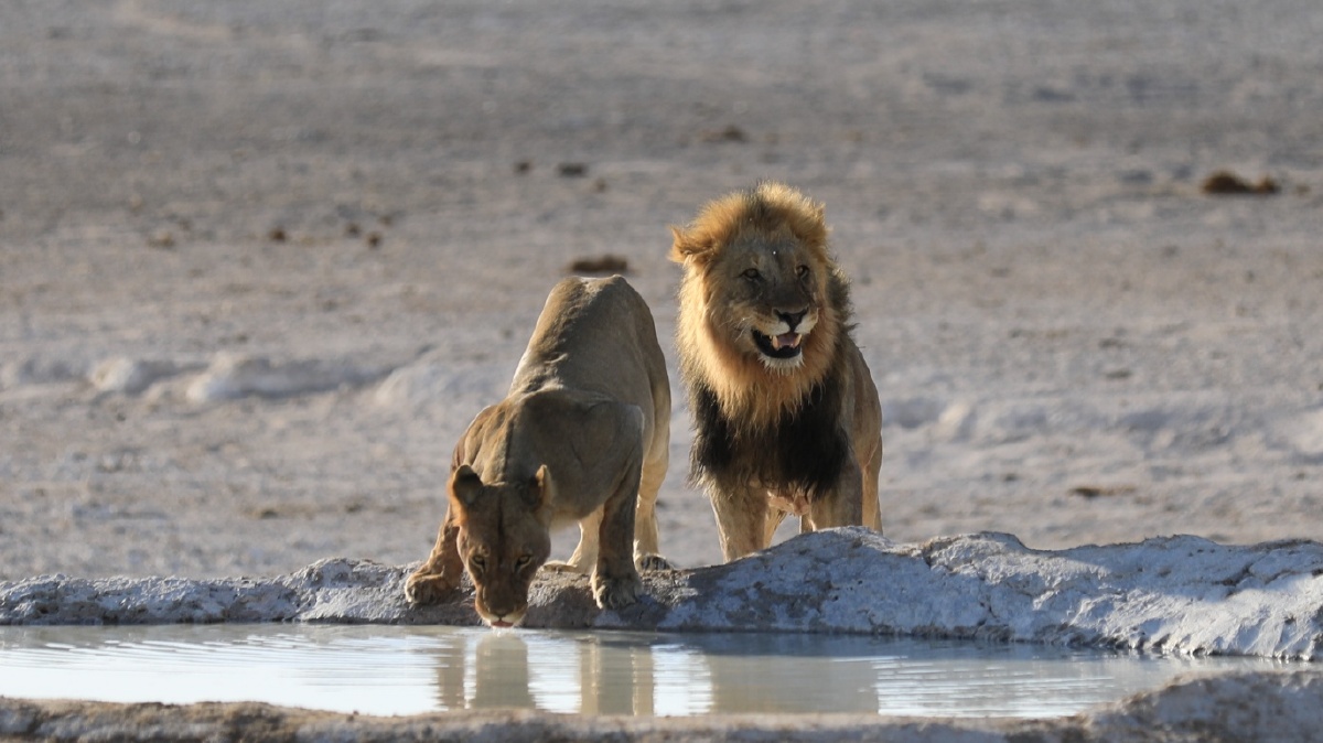 喝水非洲狮秀恩爱摄于纳米比亚