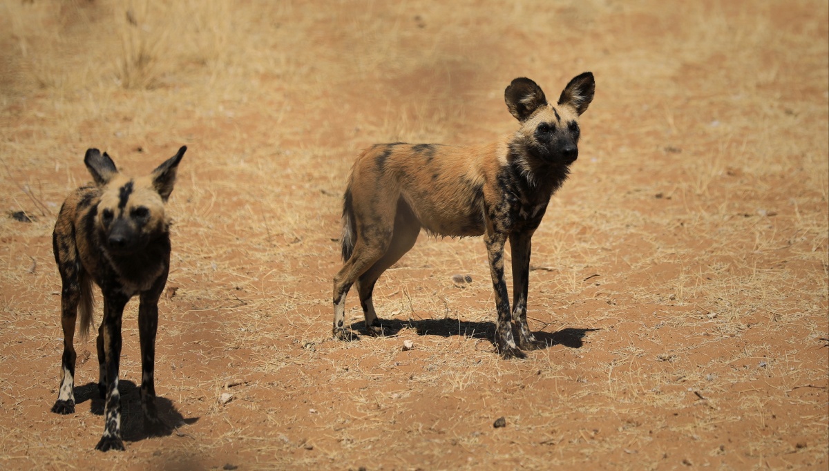 非洲野狗摄于纳米比亚