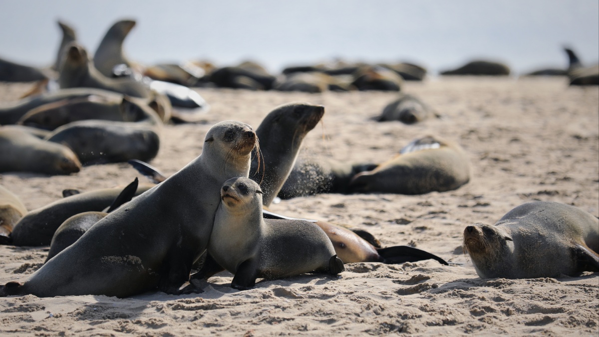 海豹母子俩摄于纳米比亚