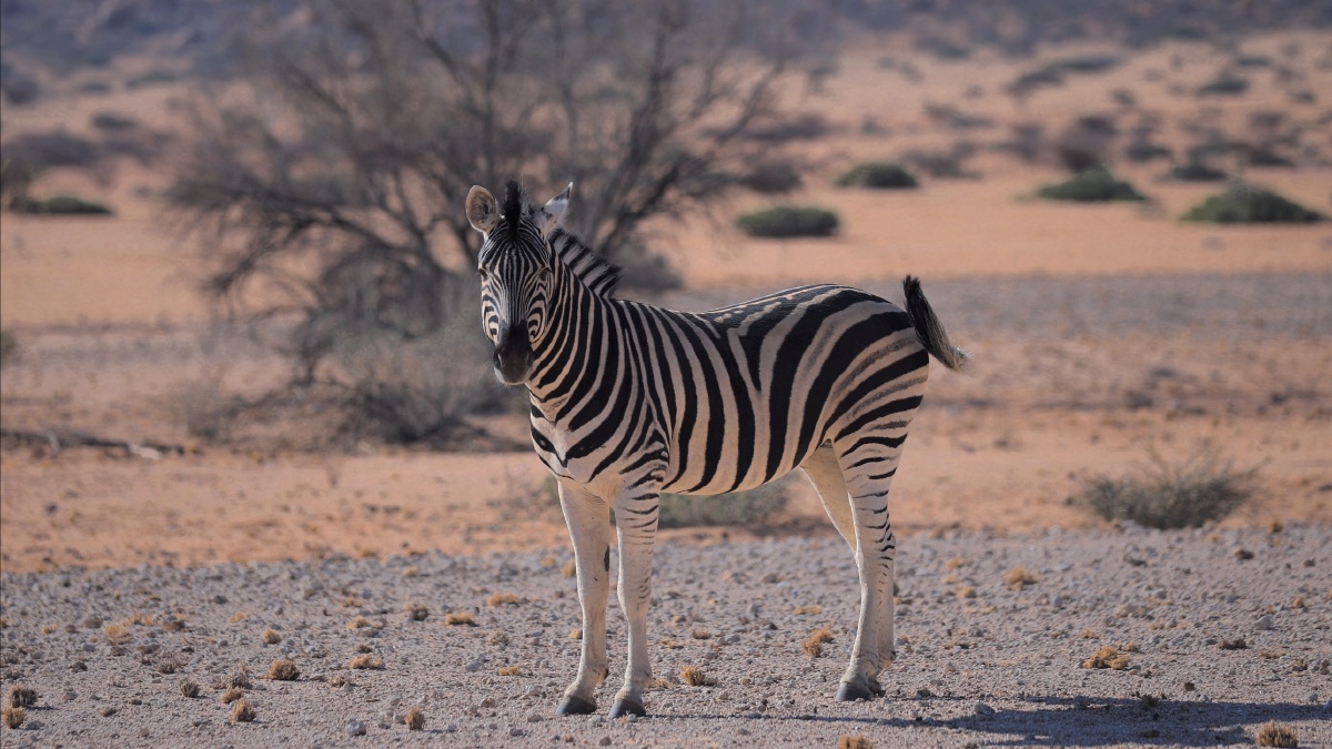 黄斑马摄于纳米比亚spitzkoppen