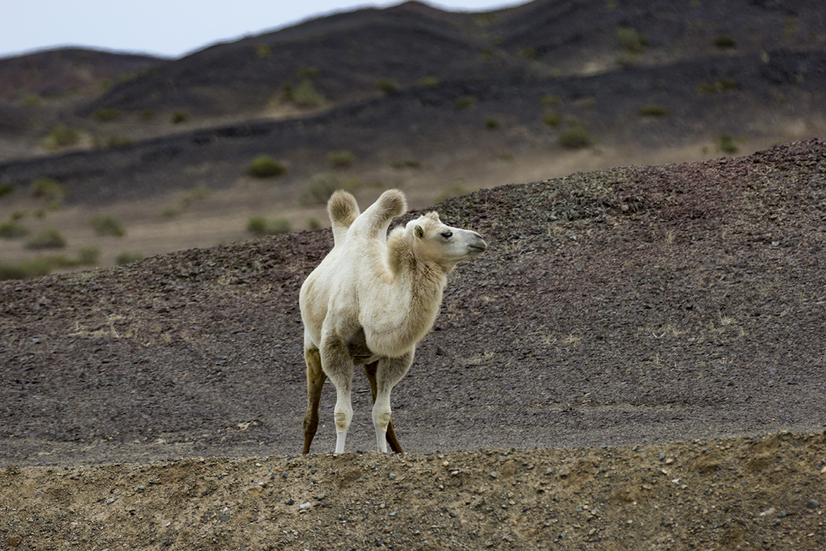 野生骆驼