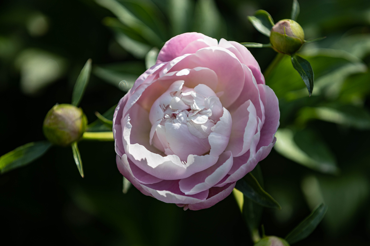 牡丹花开(十四)