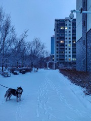 雪还在任性的下