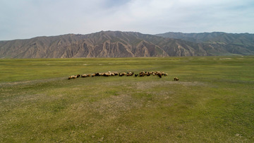 百里丹霞S101草场与羊群