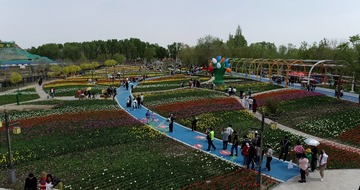 新疆五家渠的郁金香花开了