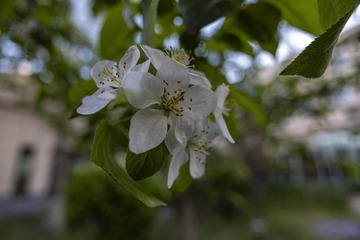 白色海棠花