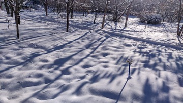 雪地树影
