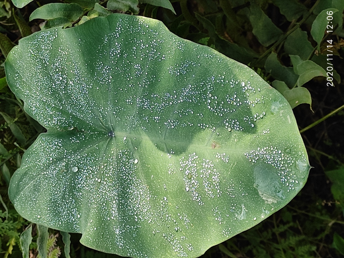 野竽天星南科生植物园
