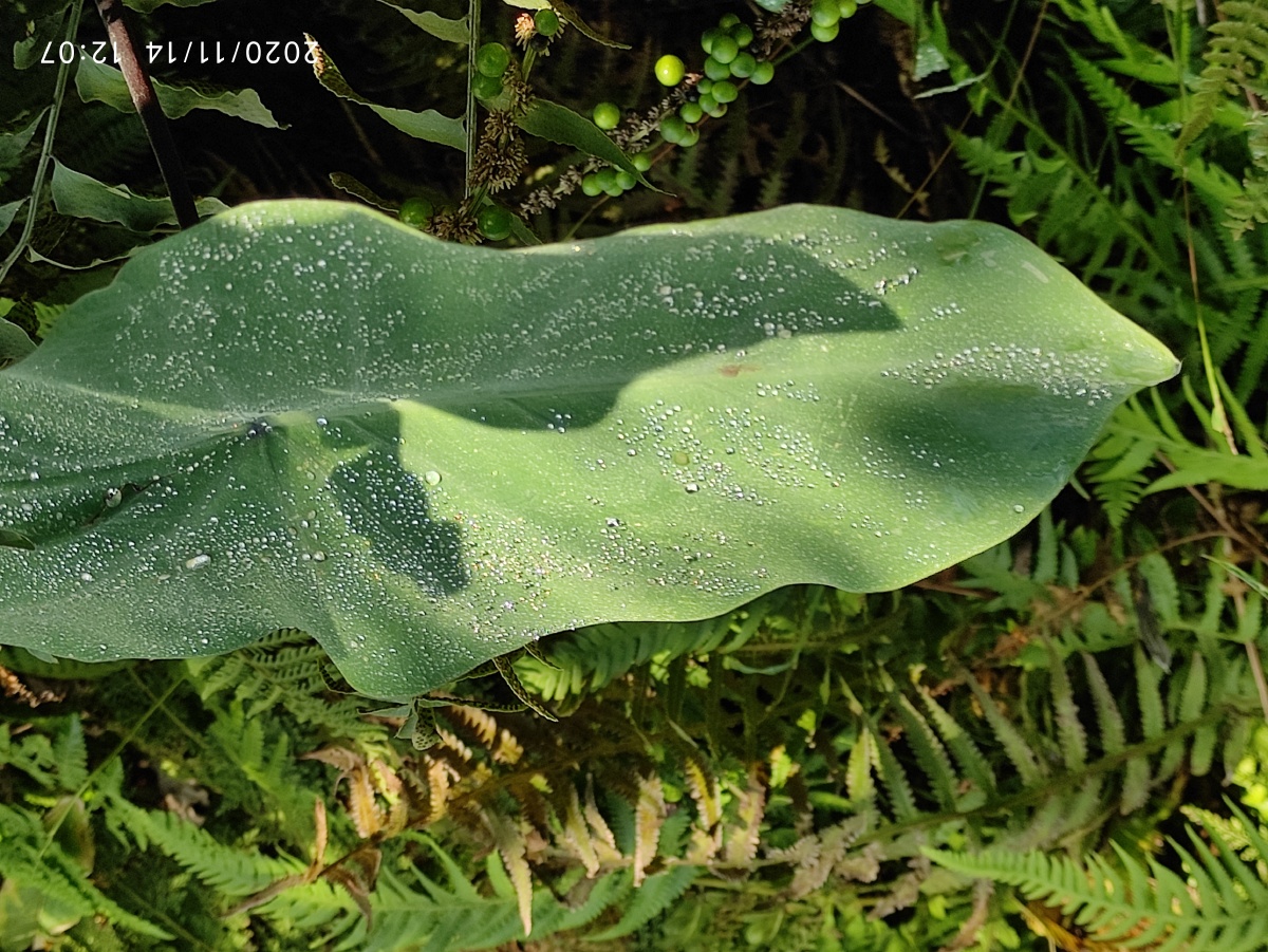 野竽天星南科生植物园