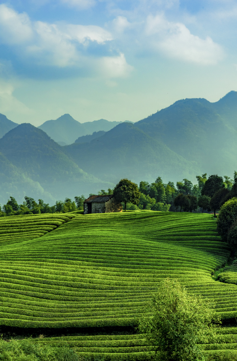 茶园