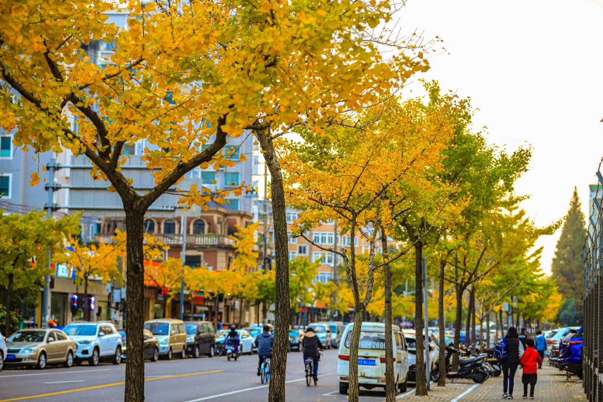 上海秋天的银杏街景