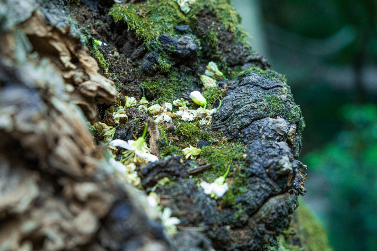 夏天到了花落苔生