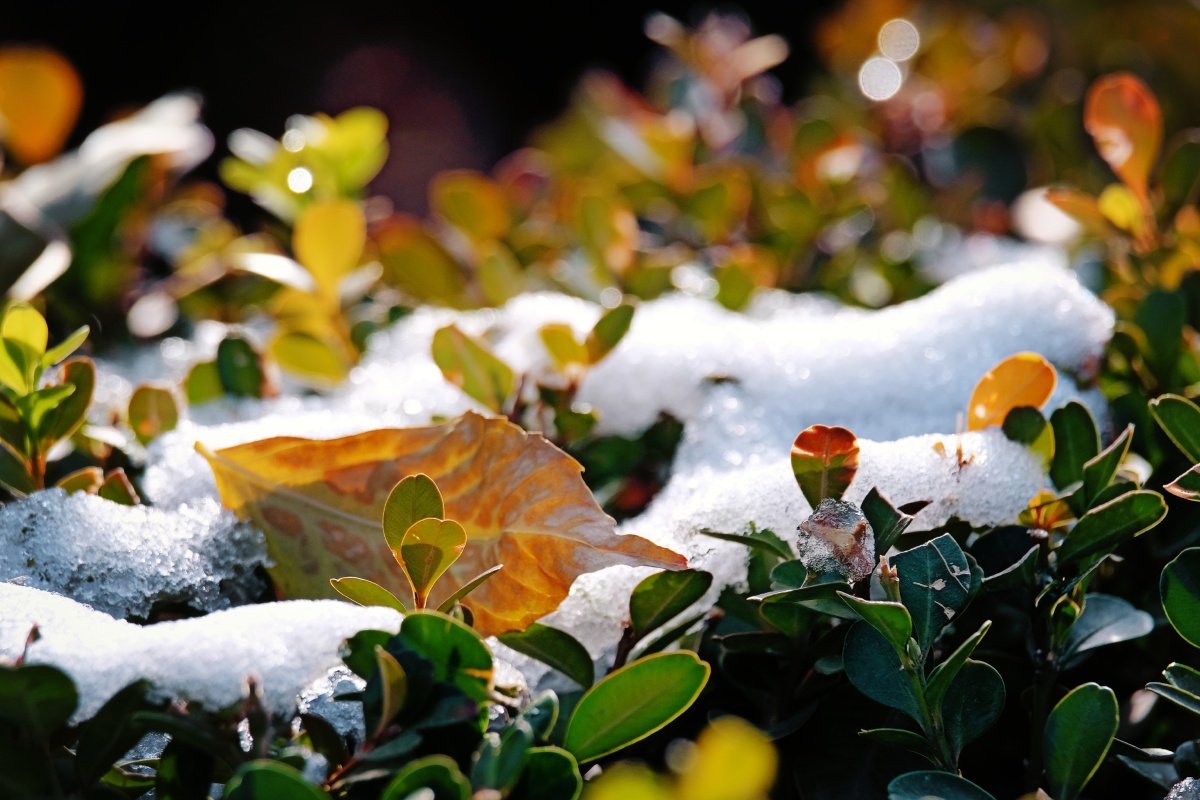 雪中的落叶