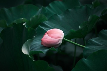 _FU25673