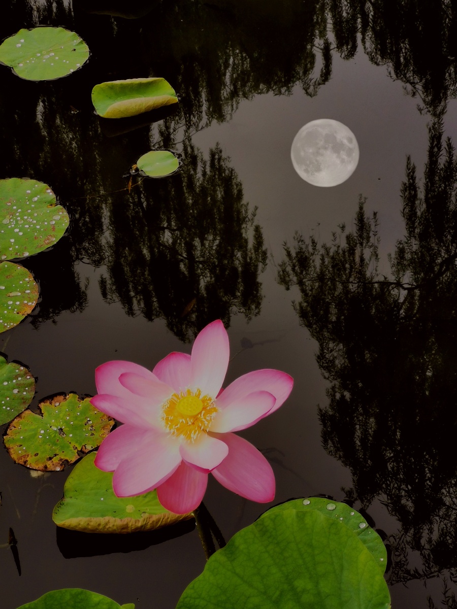 荷塘落月 - 逍遥董克 - 图虫