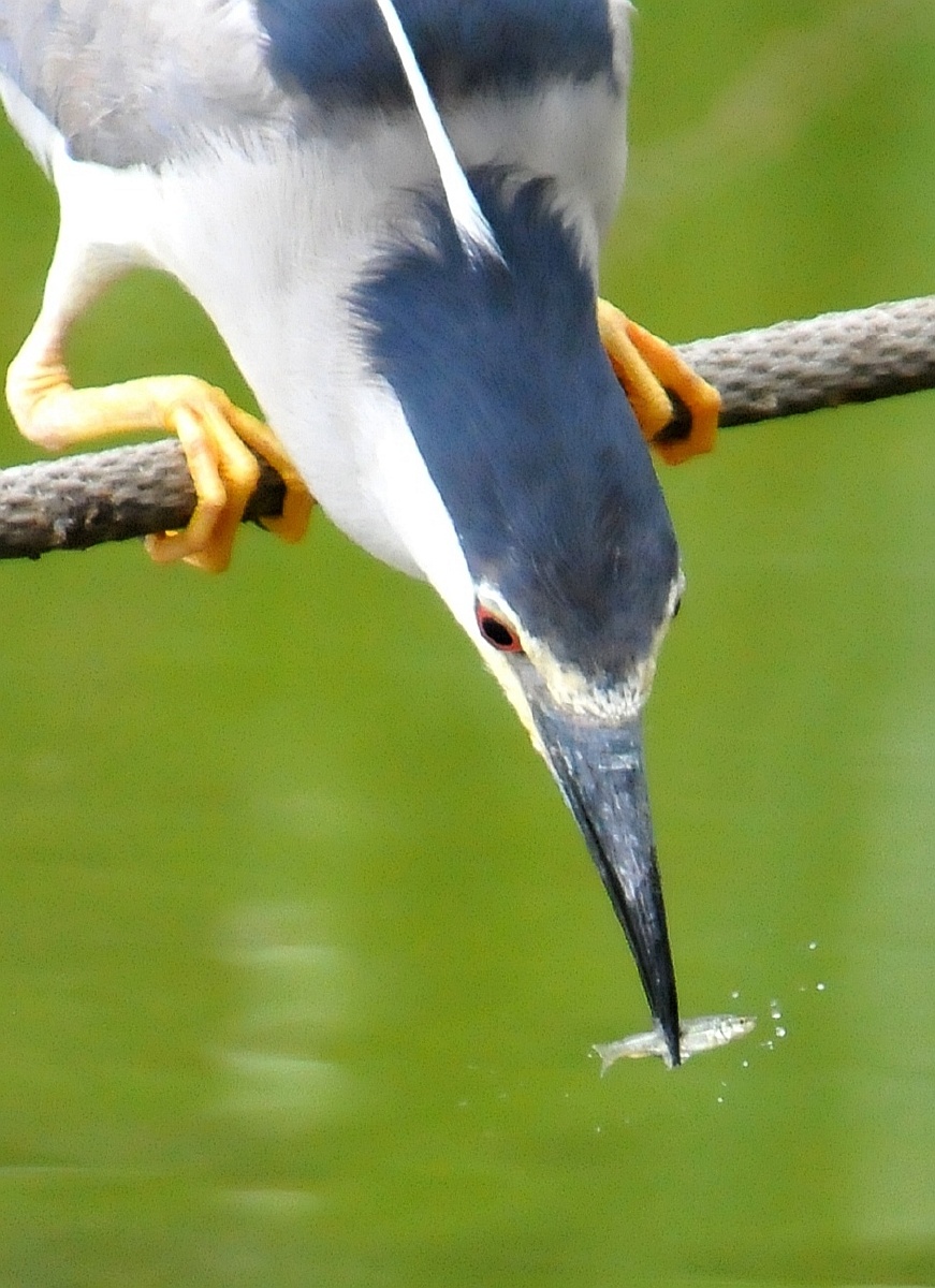 抓到一条小尾巴鱼