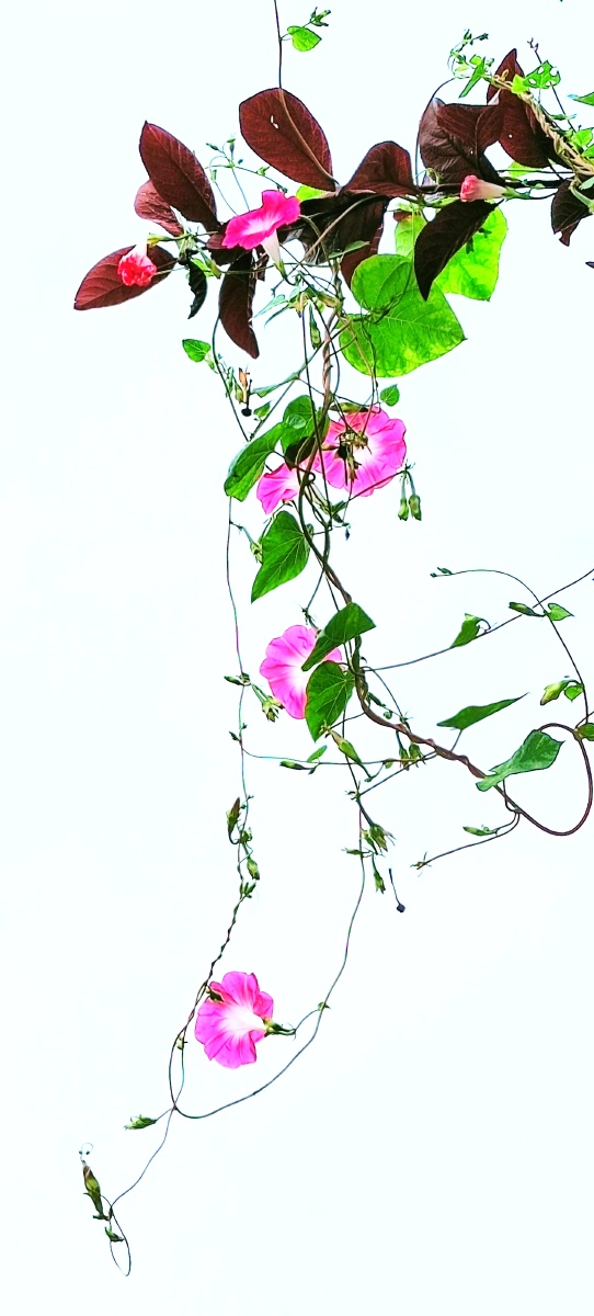 一根藤上七朵花 ...... - 陈敏961 - 图虫