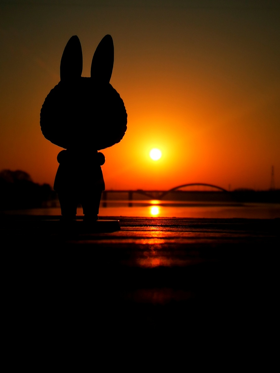 小兔儿观日出