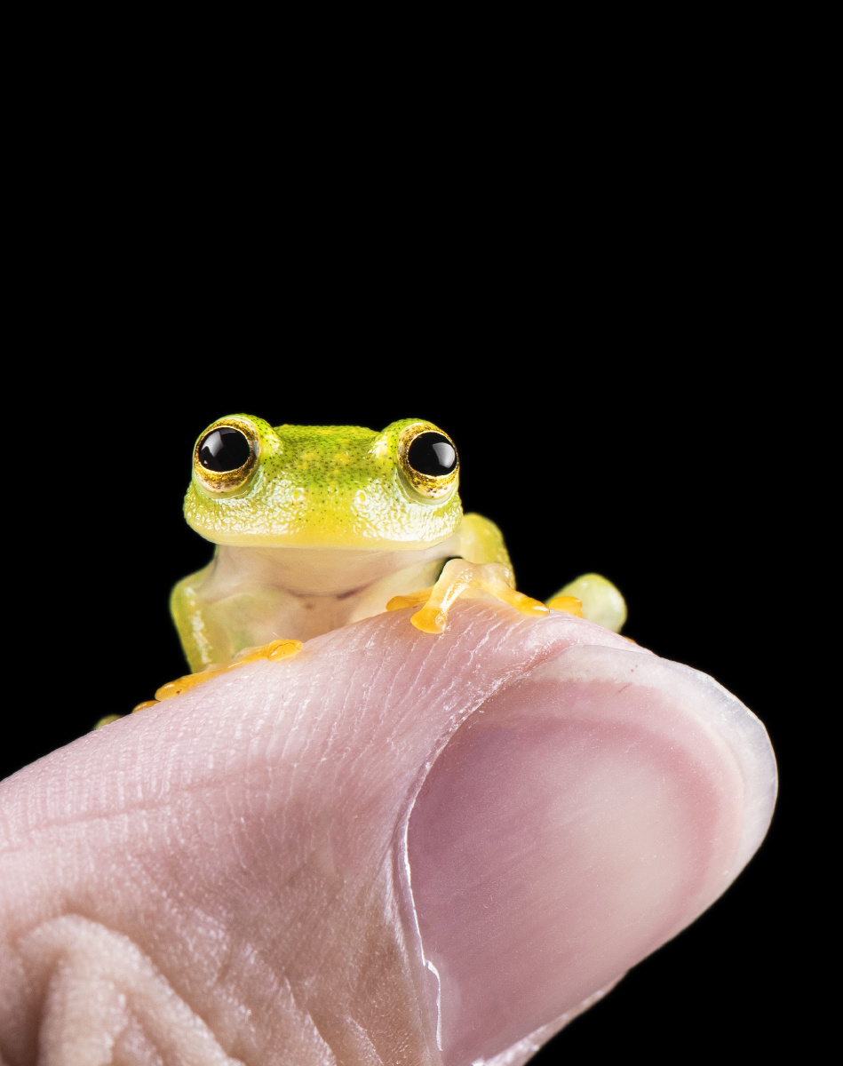 呱补一张黄点玻璃蛙的正脸